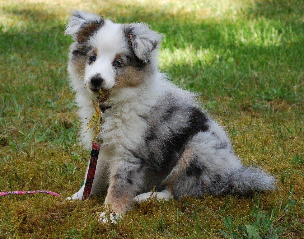 Shetland sheepdog Mejse billede 5