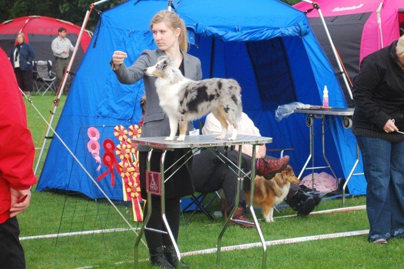 Shetland sheepdog Mejse billede 6