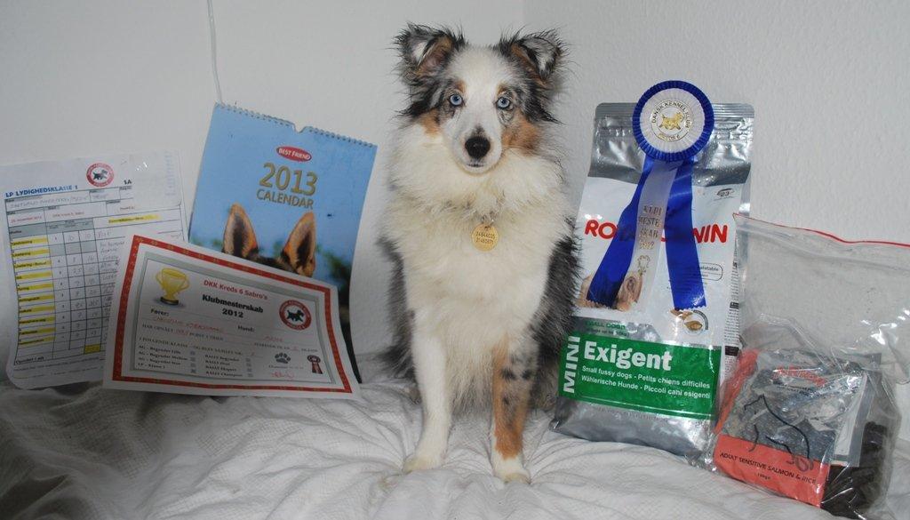 Shetland sheepdog Mejse billede 8