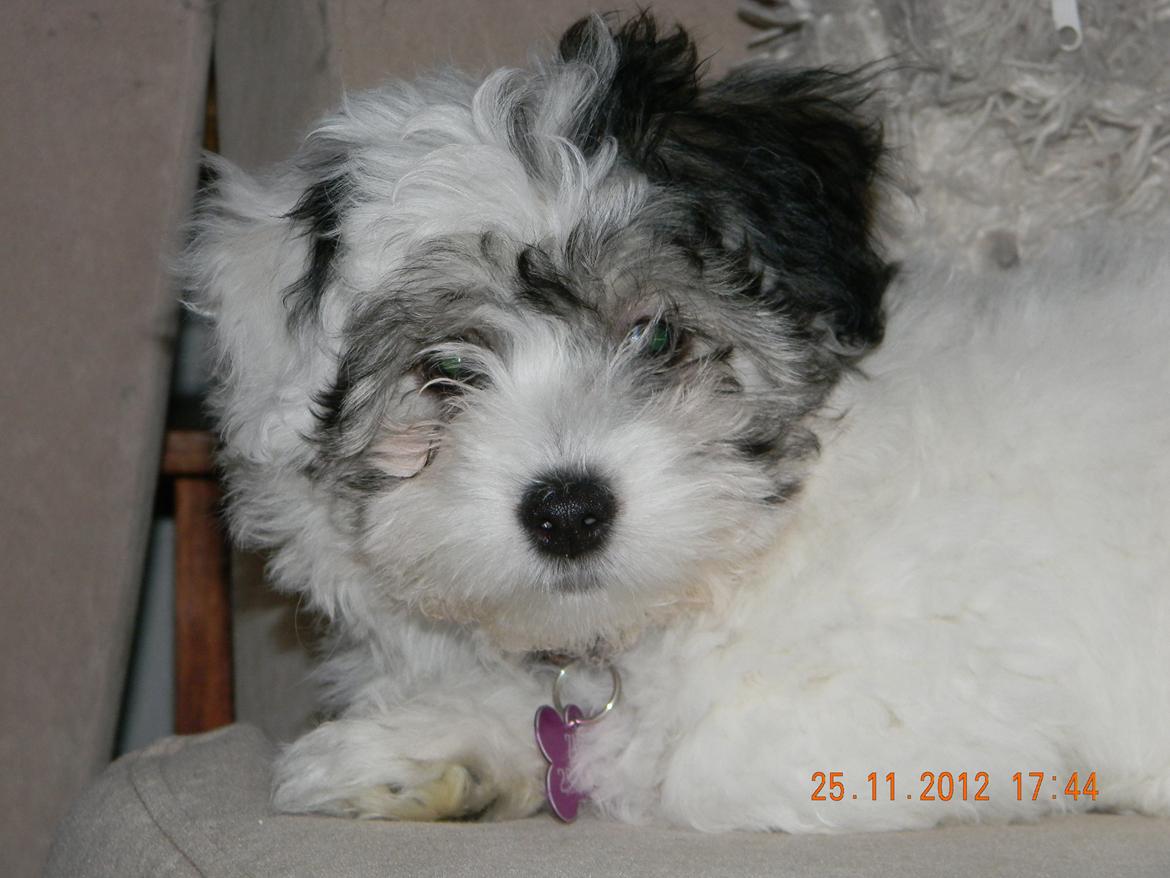 Coton de tulear Ziira billede 29