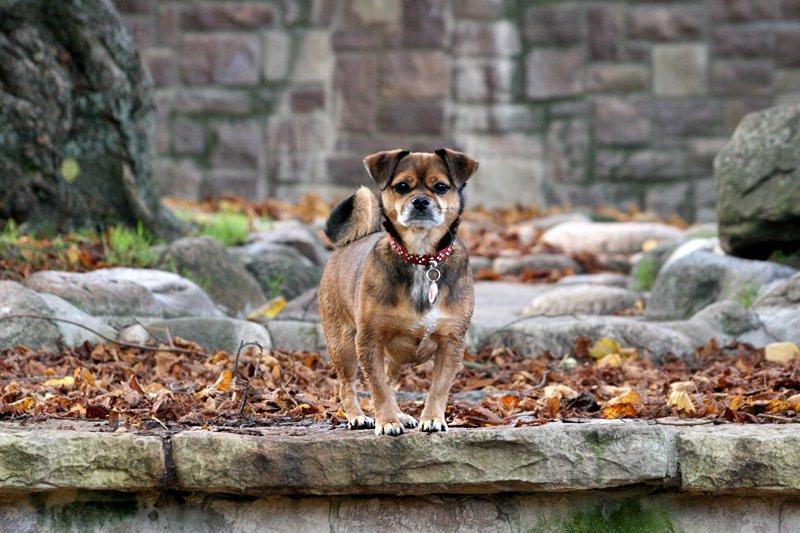 Blanding af racer Lilly - Lilly nyder efteråret *okt 2012* billede 24