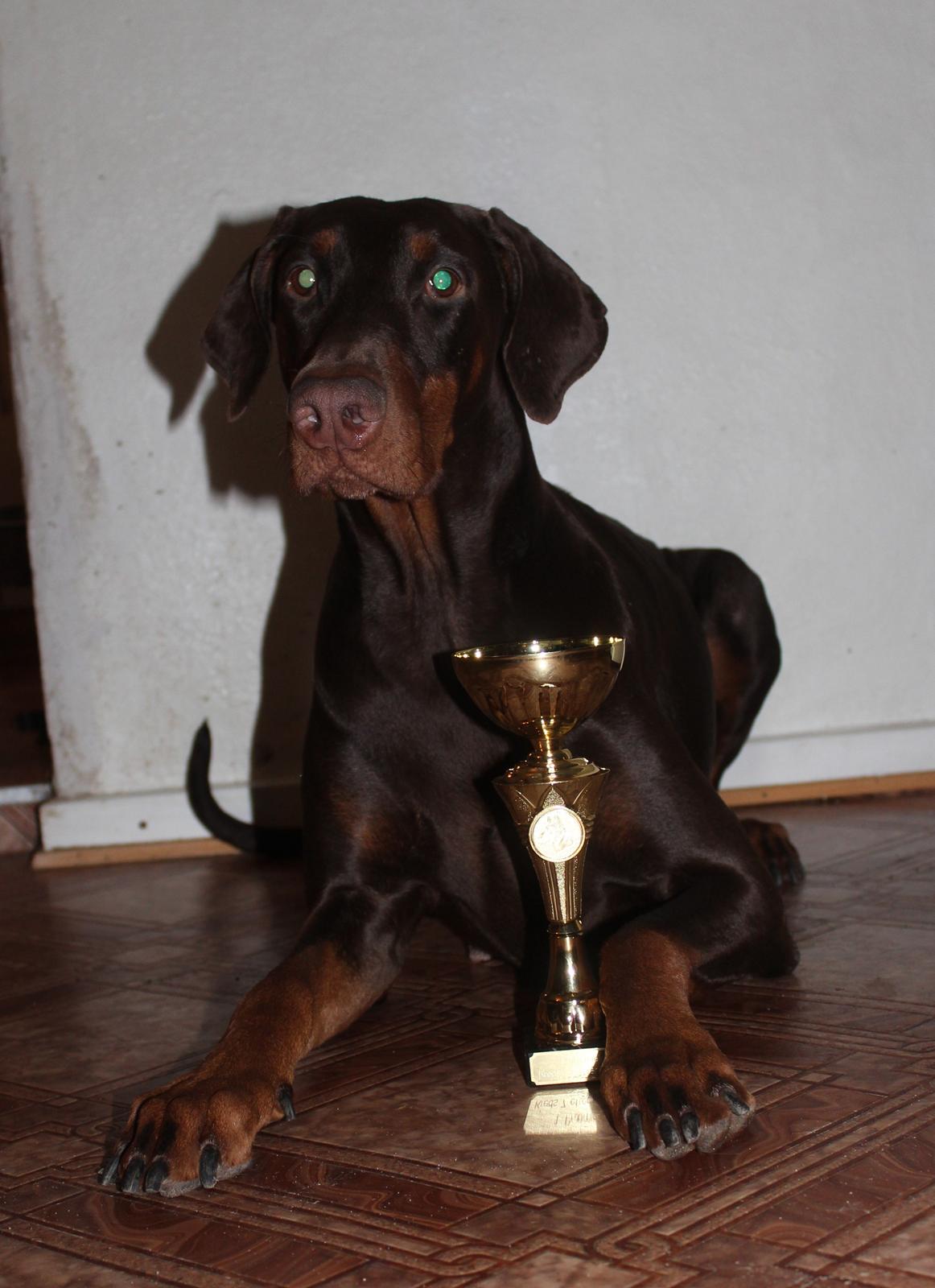 Dobermann Serbian Star V Masterhof billede 20