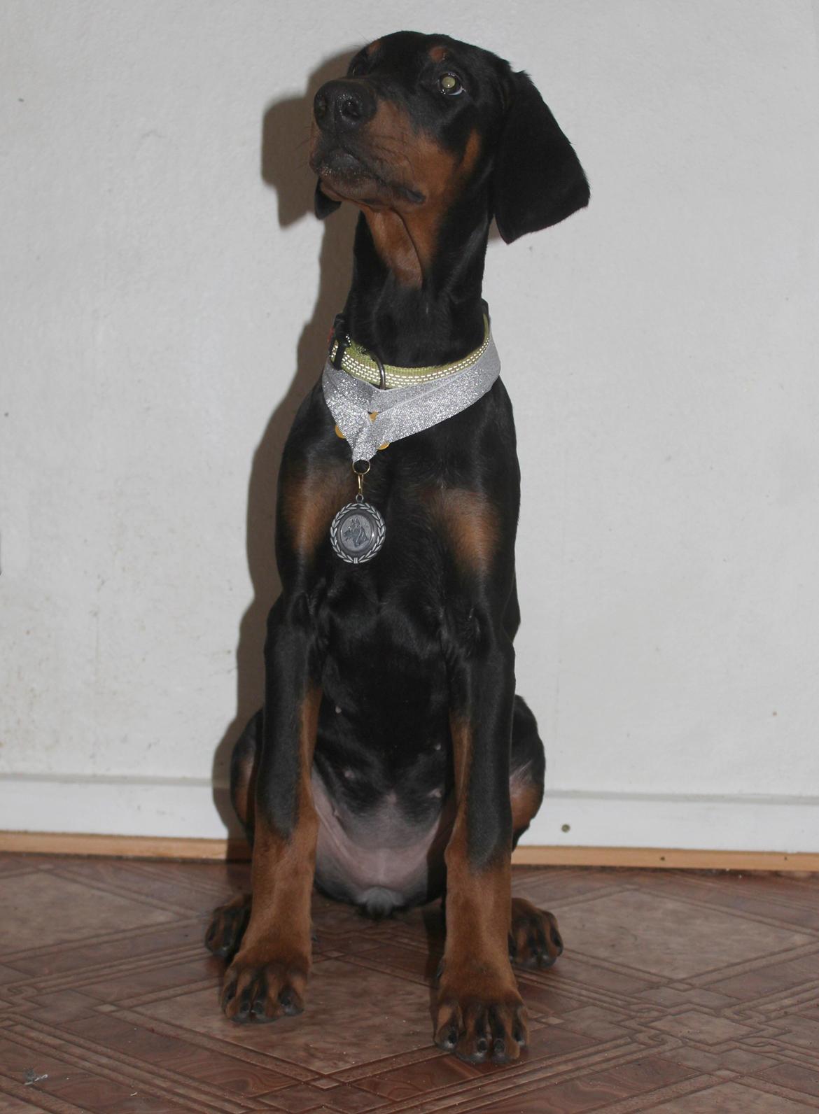 Dobermann Proud Danish For Your Love Only billede 16