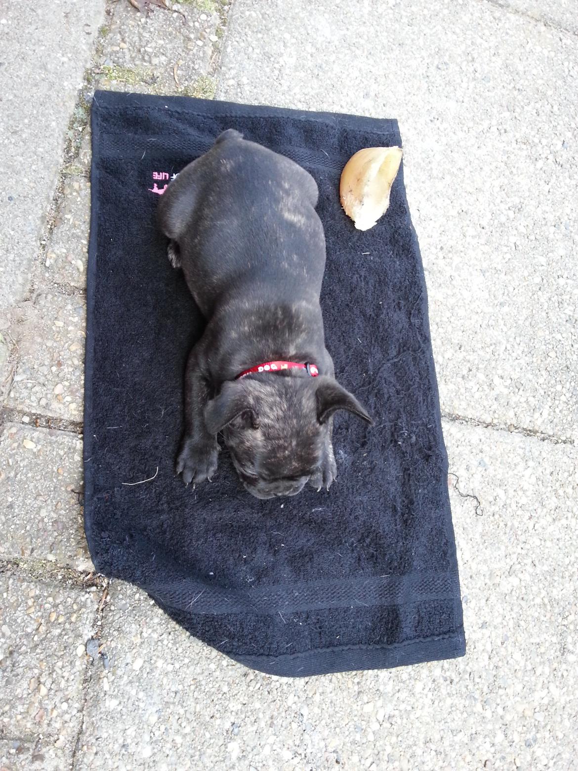 Fransk bulldog Frida også kaldet Frits <3 - Første dag hos min nye familie :-) billede 1