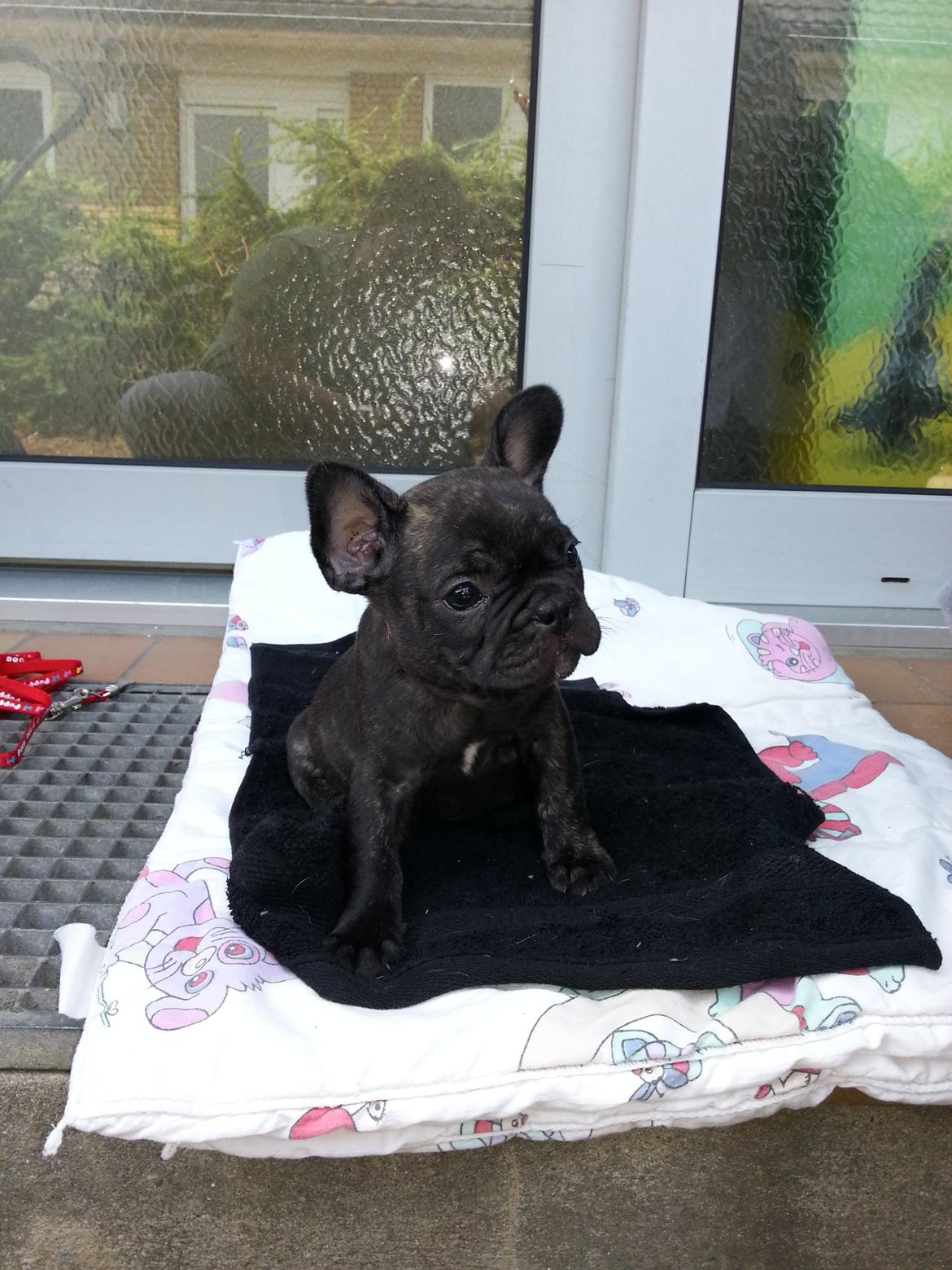 Fransk bulldog Frida også kaldet Frits <3 - Første dag hos min nye familie :-) billede 2