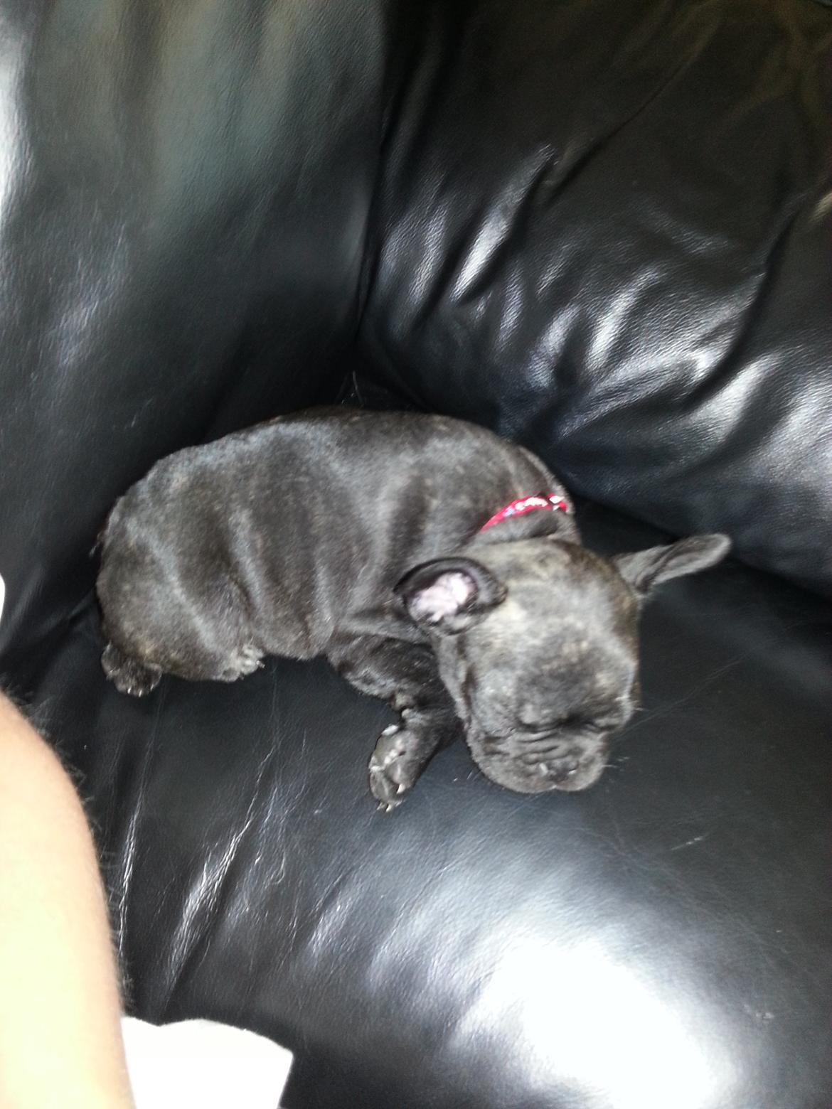 Fransk bulldog Frida også kaldet Frits <3 - Træt :-) billede 3