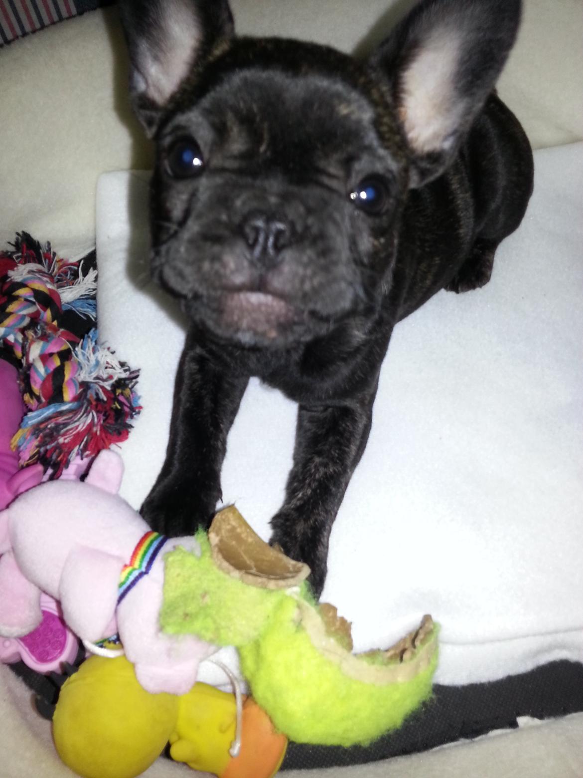 Fransk bulldog Frida også kaldet Frits <3 billede 4