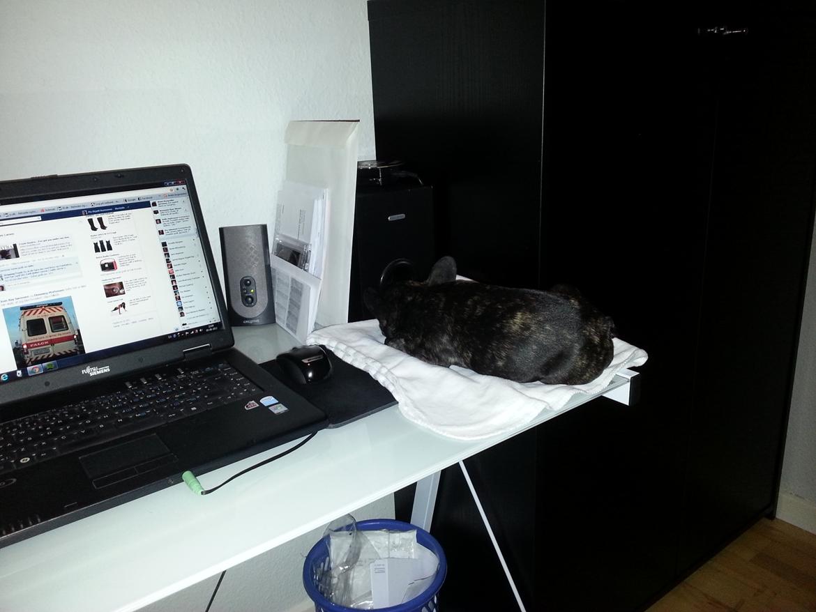 Fransk bulldog Frida også kaldet Frits <3 - Hvor min "mor" er, vil jeg også være :-) billede 5