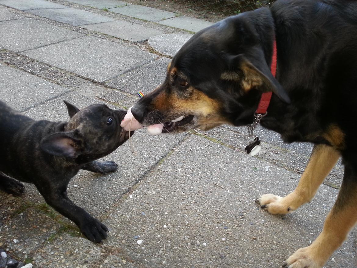 Fransk bulldog Frida også kaldet Frits <3 - Prøver kræfter med min "storesøster" :-) billede 6