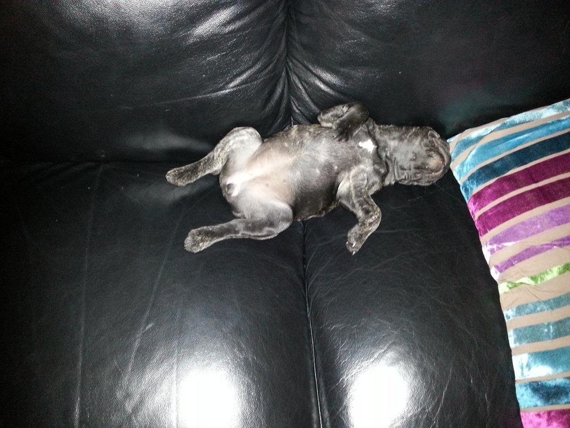 Fransk bulldog Frida også kaldet Frits <3 - Flader ud :-) billede 7