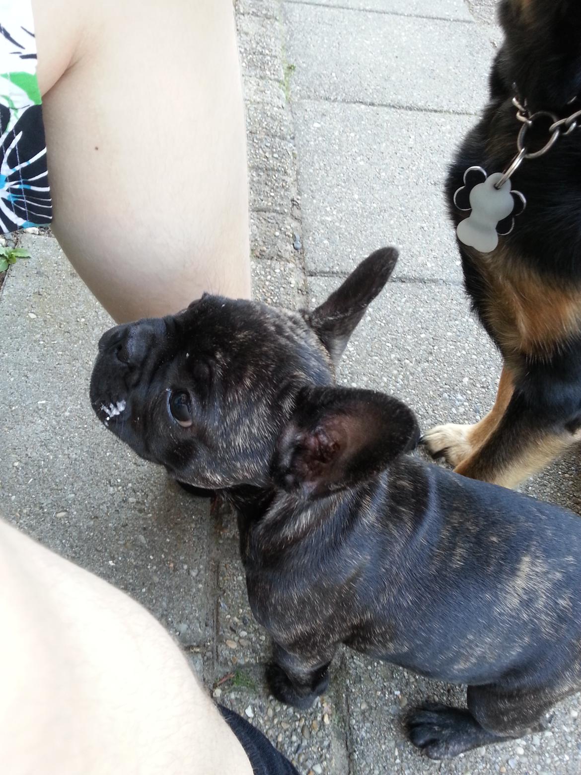 Fransk bulldog Frida også kaldet Frits <3 - Måske har jeg fået lidt is på snuden, venter på at der drypper mere :-) billede 8