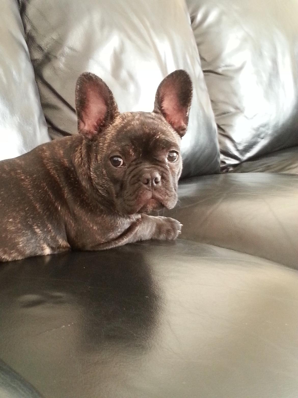 Fransk bulldog Frida også kaldet Frits <3 billede 9