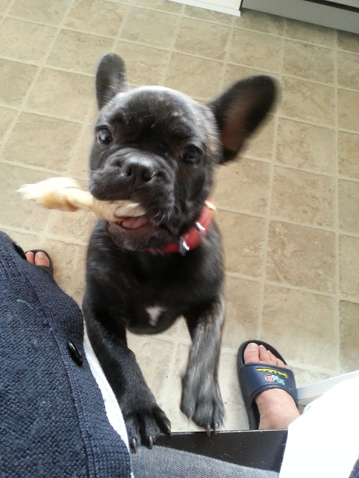 Fransk bulldog Frida også kaldet Frits <3 billede 10