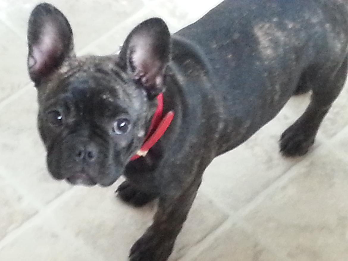 Fransk bulldog Frida også kaldet Frits <3 billede 11