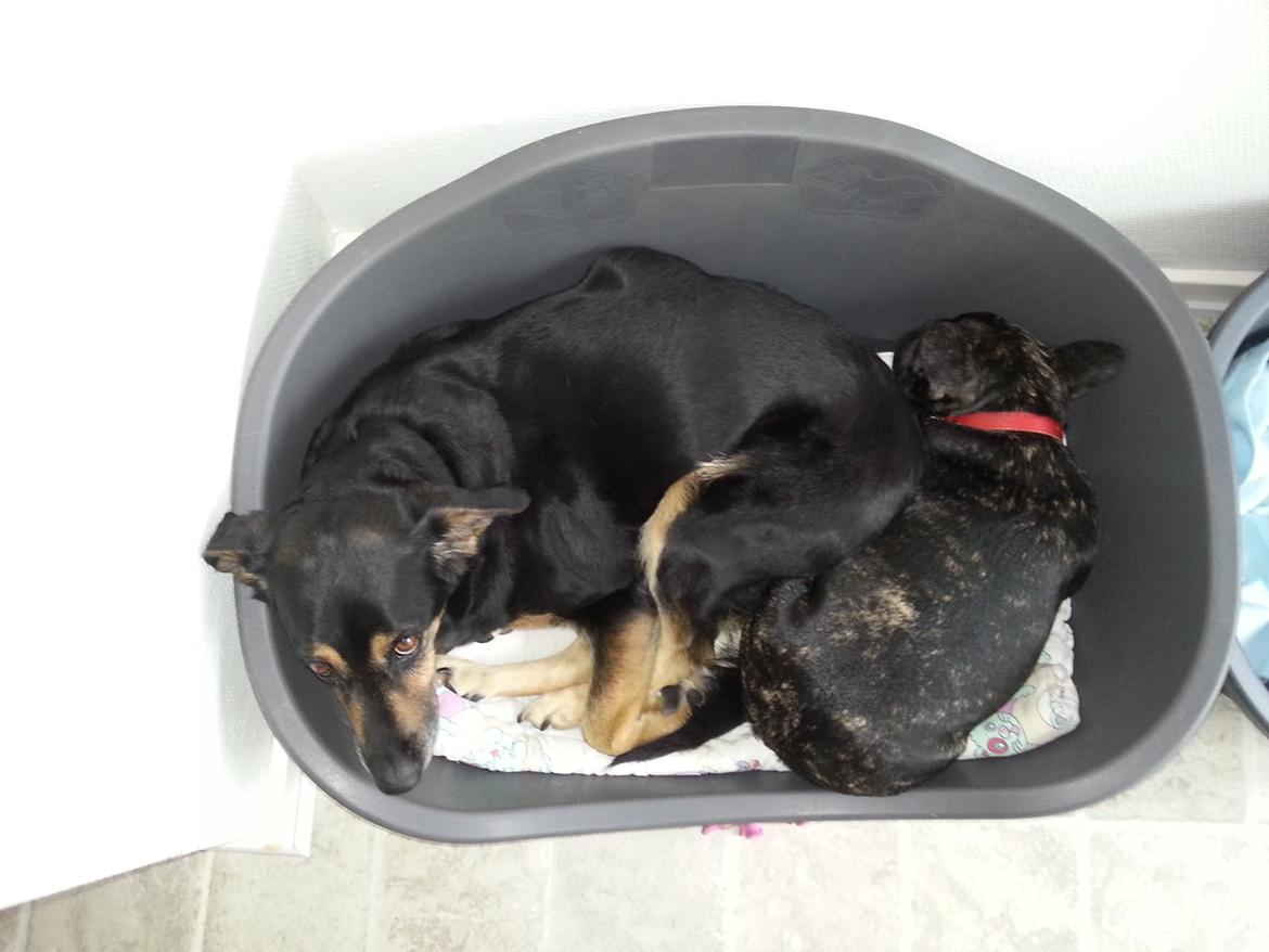 Fransk bulldog Frida også kaldet Frits <3 - Der er nu intet som nærkontakt :-) <3 billede 12