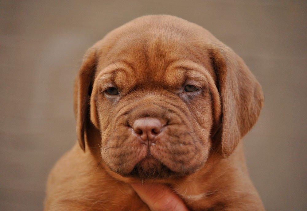 Dogue de bordeaux frigg - smuk pige nu 5 uger billede 2