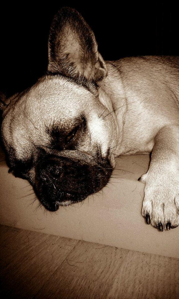 Fransk bulldog Nanna - Ligger der en madras på gulvet er den til at sove på :) billede 3