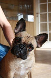 Fransk bulldog Nanna - Nanna lytter og drejer altid hovedet som om hun er helt med på hvad du fortæller.  billede 4