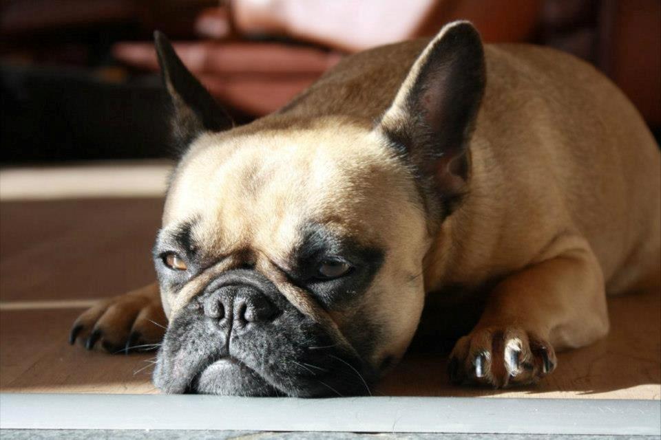 Fransk bulldog Nanna - Det der med at ligge i solen, er et hit når man er fransk bulldog billede 1