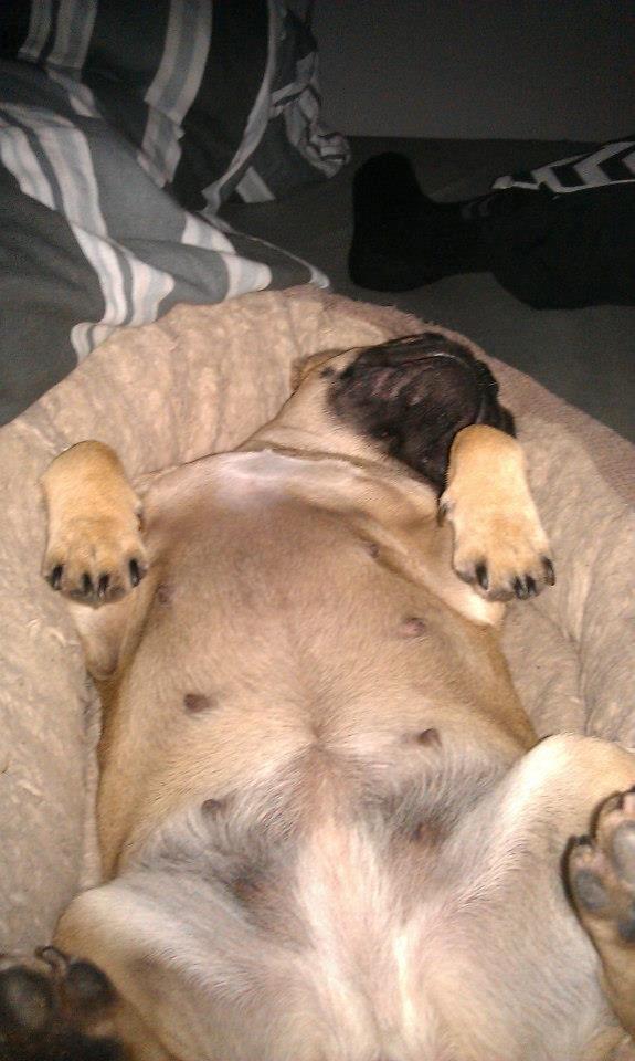 Fransk bulldog Nanna - en af de typiske måder man ligger i sin kurv på :) billede 5