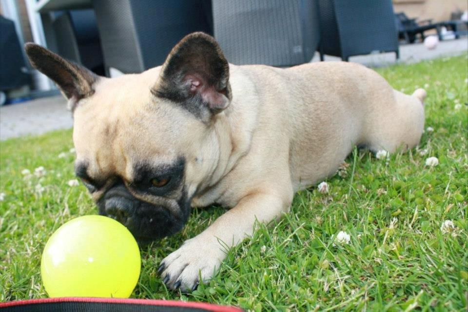 Fransk bulldog Nanna - Elsker bolde, specielt når jeg kan tage dem fra min storesøster som er en labrador :) billede 6
