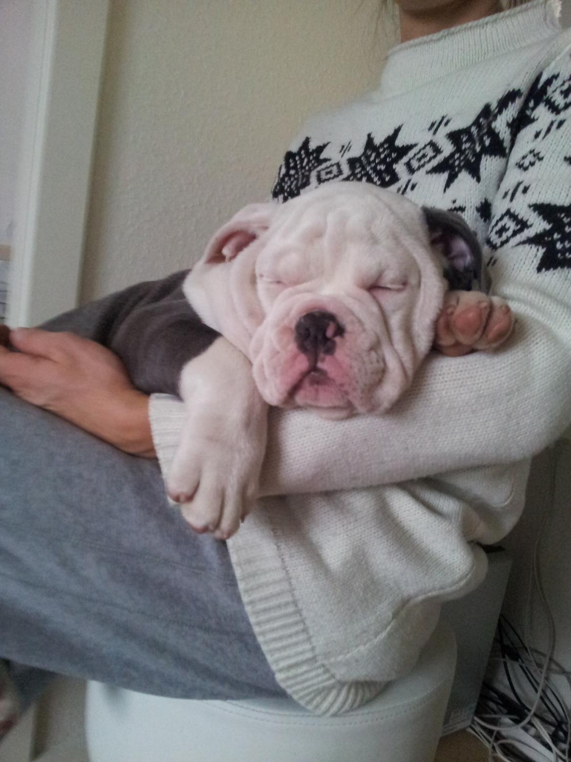 Olde english bulldogge Bullforce blue Eddie Himmelhund billede 1