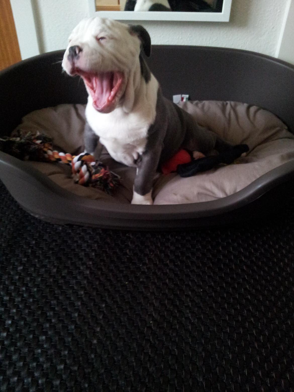 Olde english bulldogge Bullforce blue Eddie Himmelhund billede 2