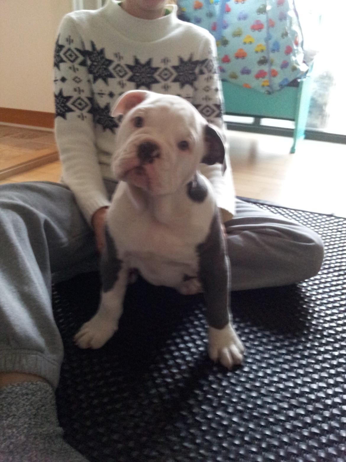 Olde english bulldogge Bullforce blue Eddie Himmelhund billede 3