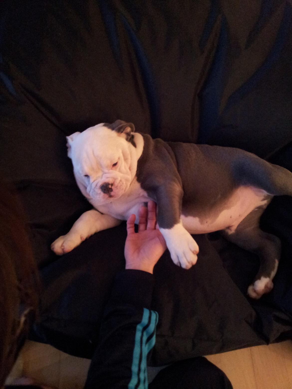 Olde english bulldogge Bullforce blue Eddie Himmelhund billede 4