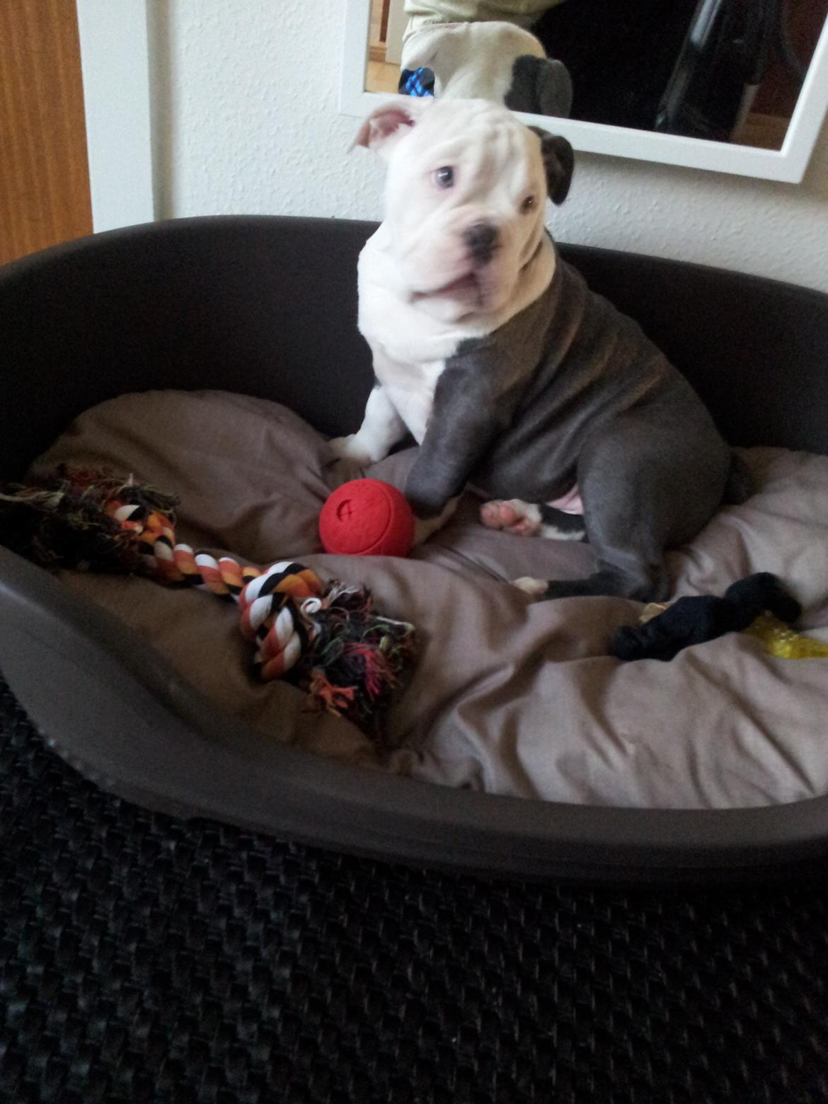 Olde english bulldogge Bullforce blue Eddie Himmelhund billede 5