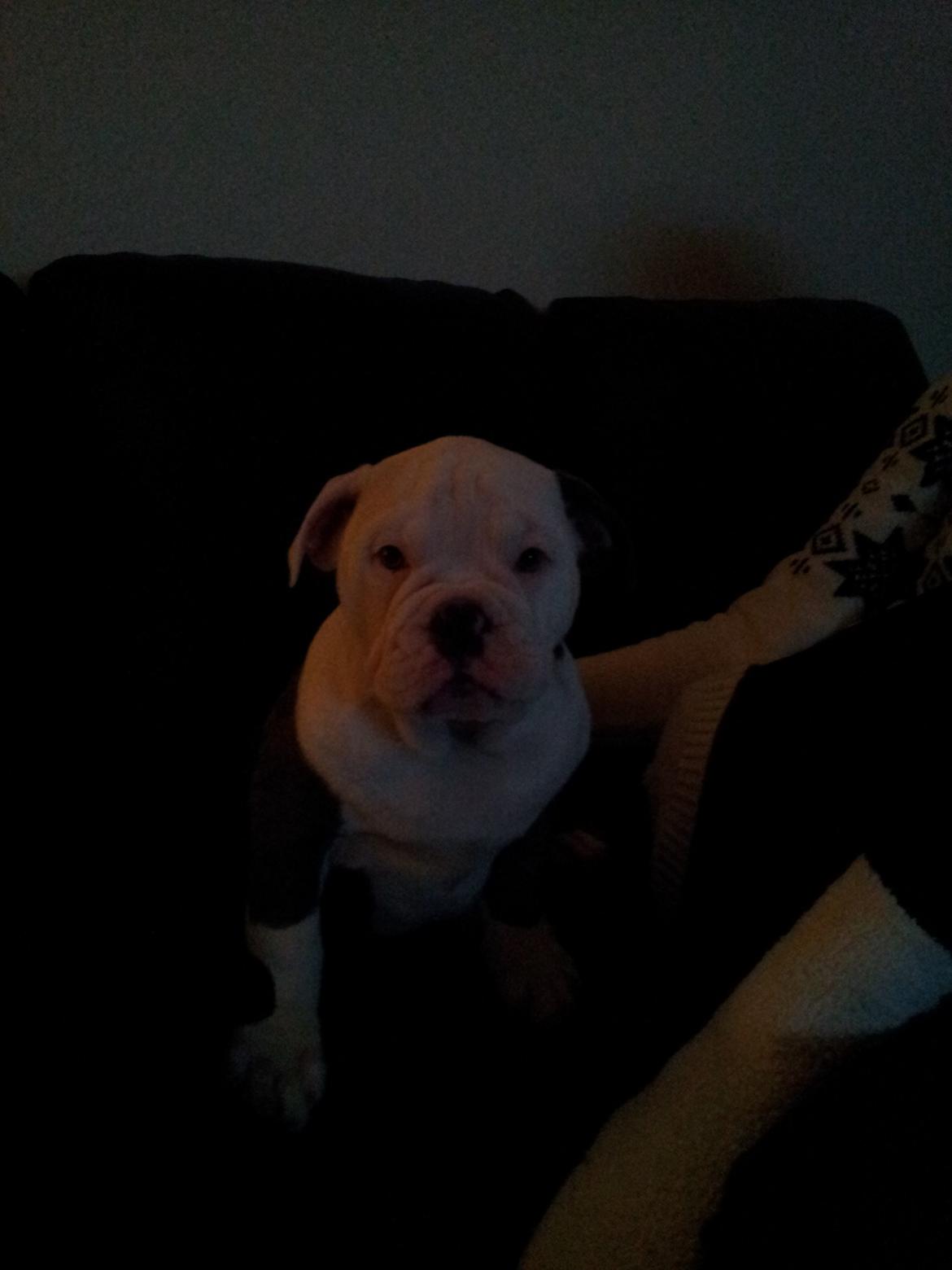 Olde english bulldogge Bullforce blue Eddie Himmelhund billede 6