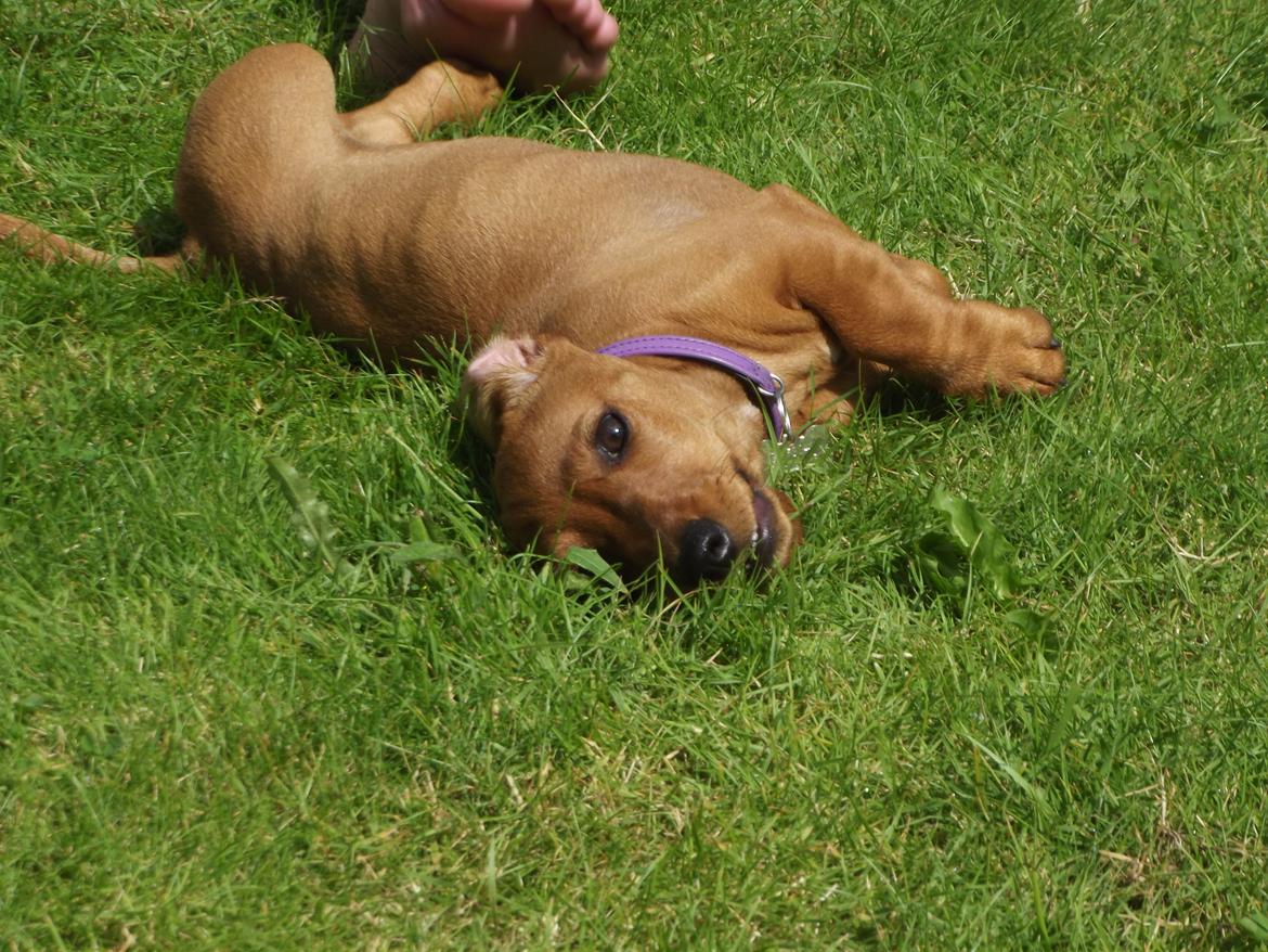 Gravhund Polly billede 6