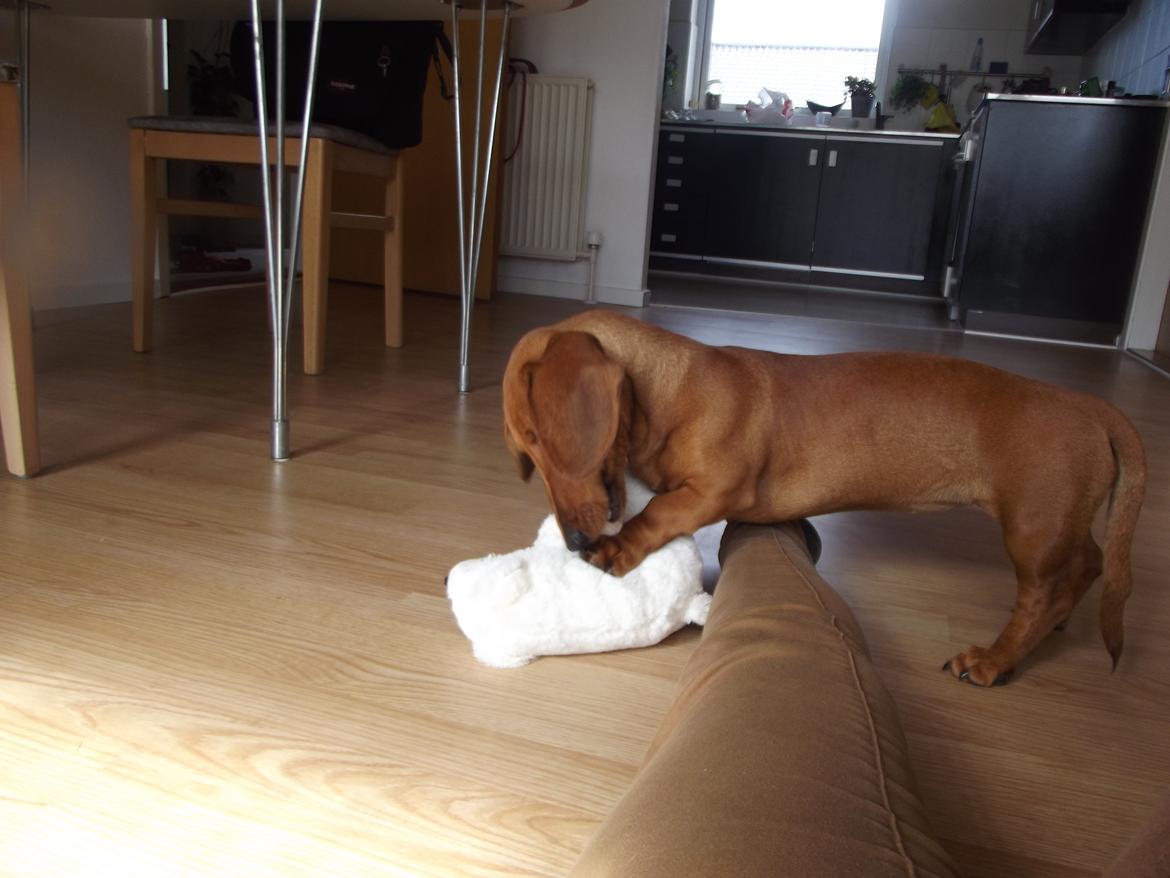 Gravhund Polly billede 9