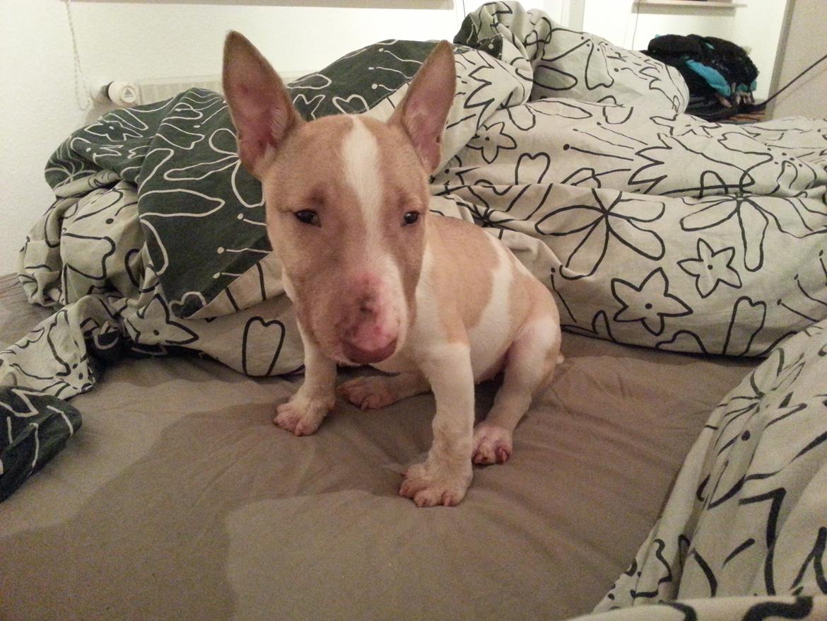 Bullterrier miniature Bulliequeens Alba - Hygger i sengen inden sovetid billede 8