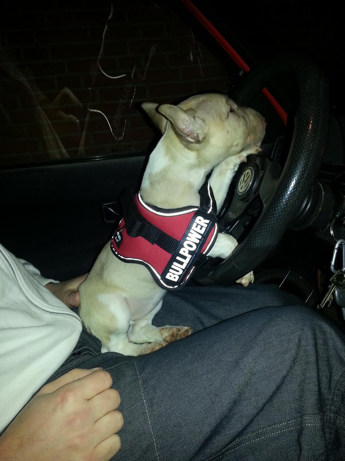 Bullterrier miniature Bulliequeens Alba - Så kører vi far.  billede 9