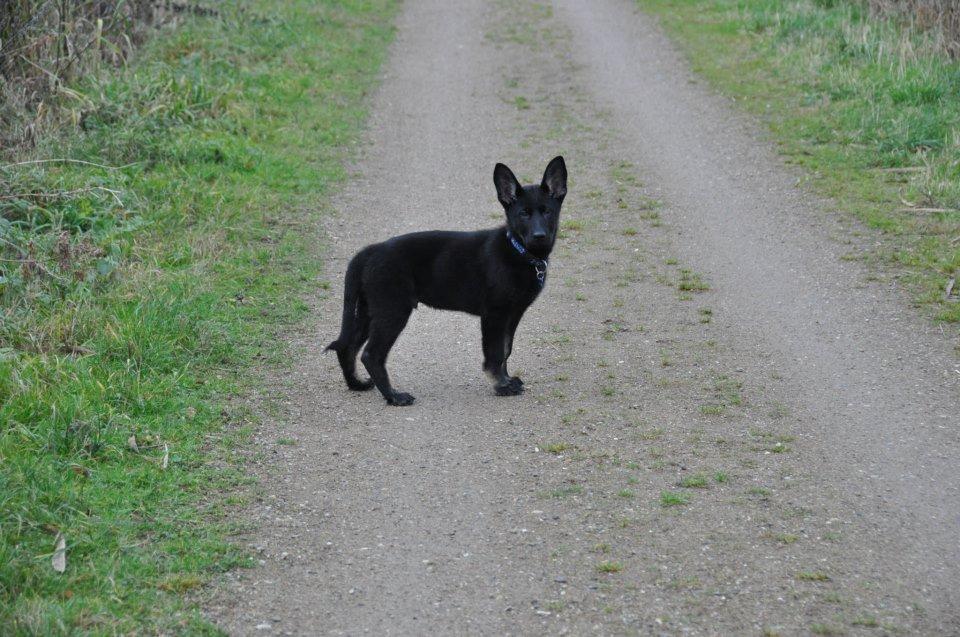 Schæferhund Hajens Krumme billede 1