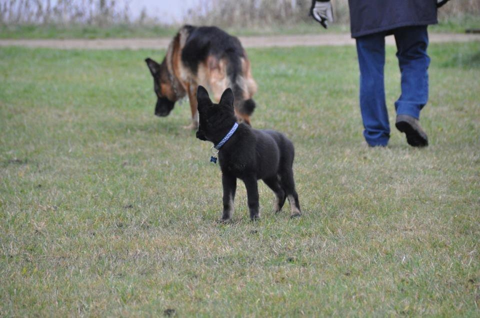 Schæferhund Hajens Krumme billede 2