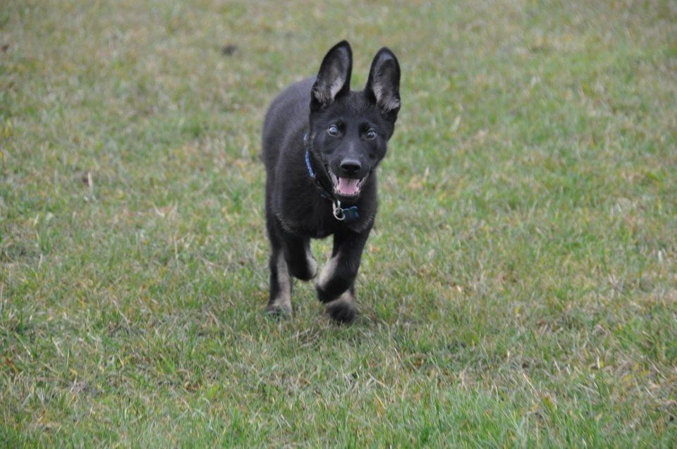 Schæferhund Hajens Krumme billede 3