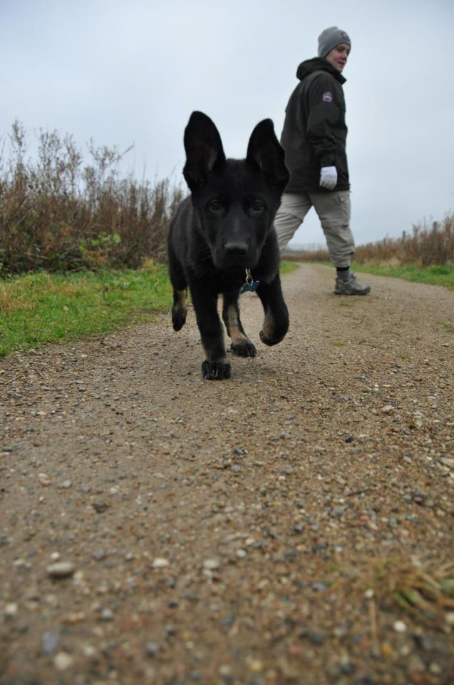 Schæferhund Hajens Krumme billede 4
