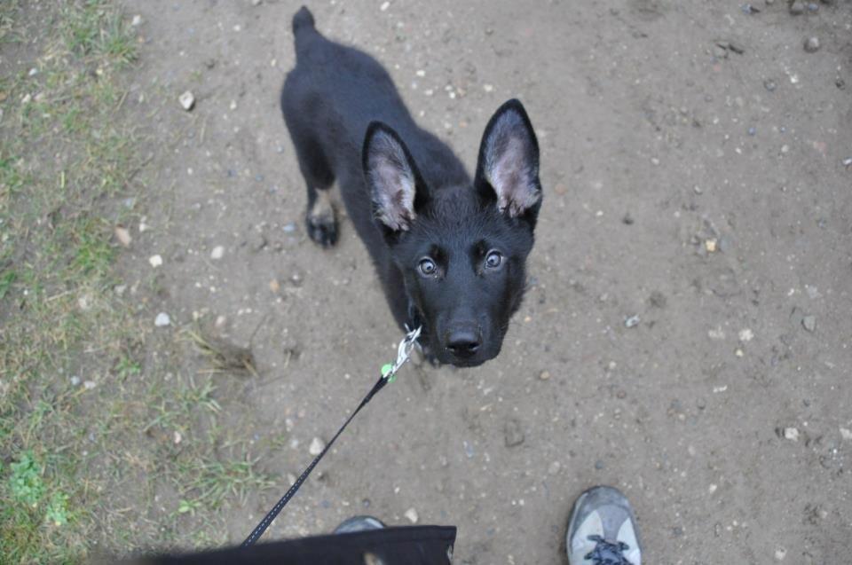 Schæferhund Hajens Krumme billede 5