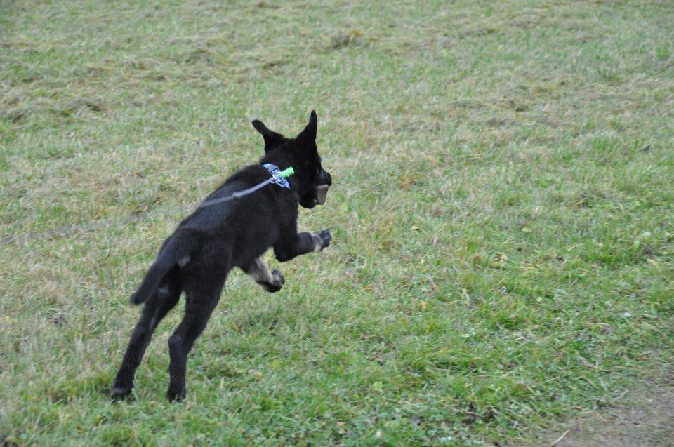 Schæferhund Hajens Krumme billede 6