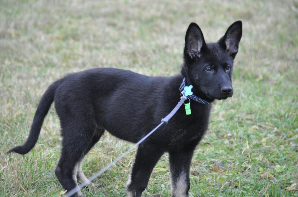 Schæferhund Hajens Krumme billede 7