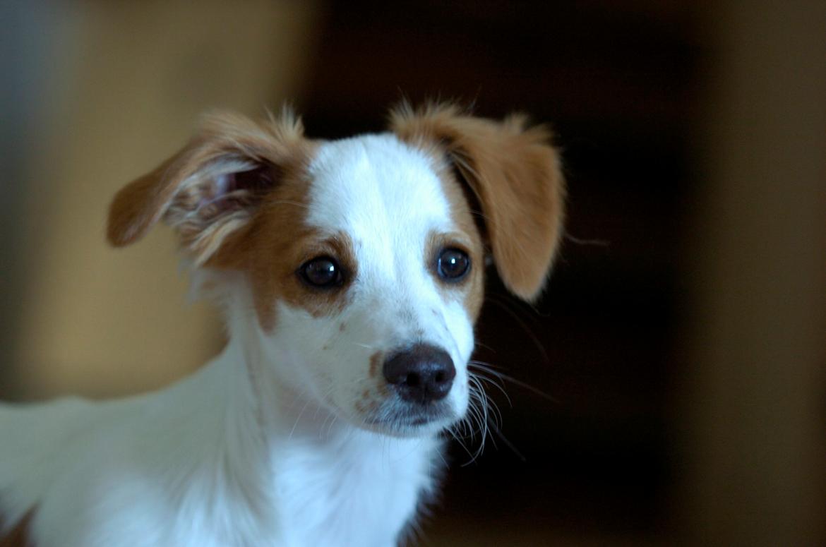 Blanding af racer Bella - Velkommen til Bellas profil! :-D billede 3