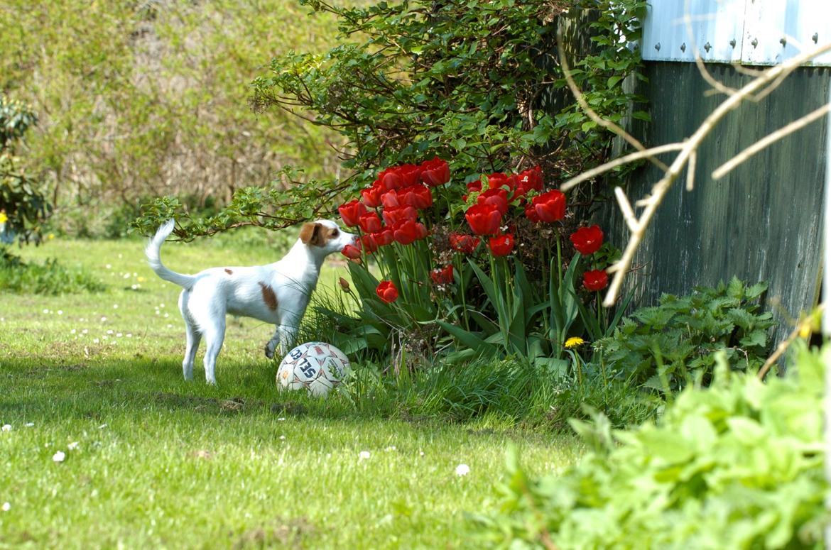 Blanding af racer Bella billede 5