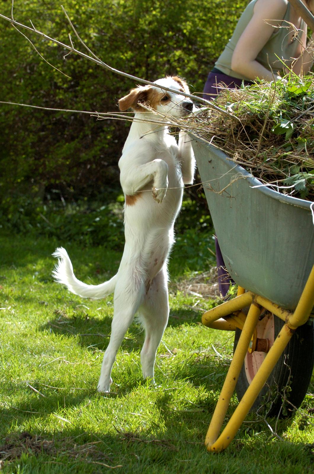 Blanding af racer Bella - Man hjælper lige til i haven! :-D billede 6