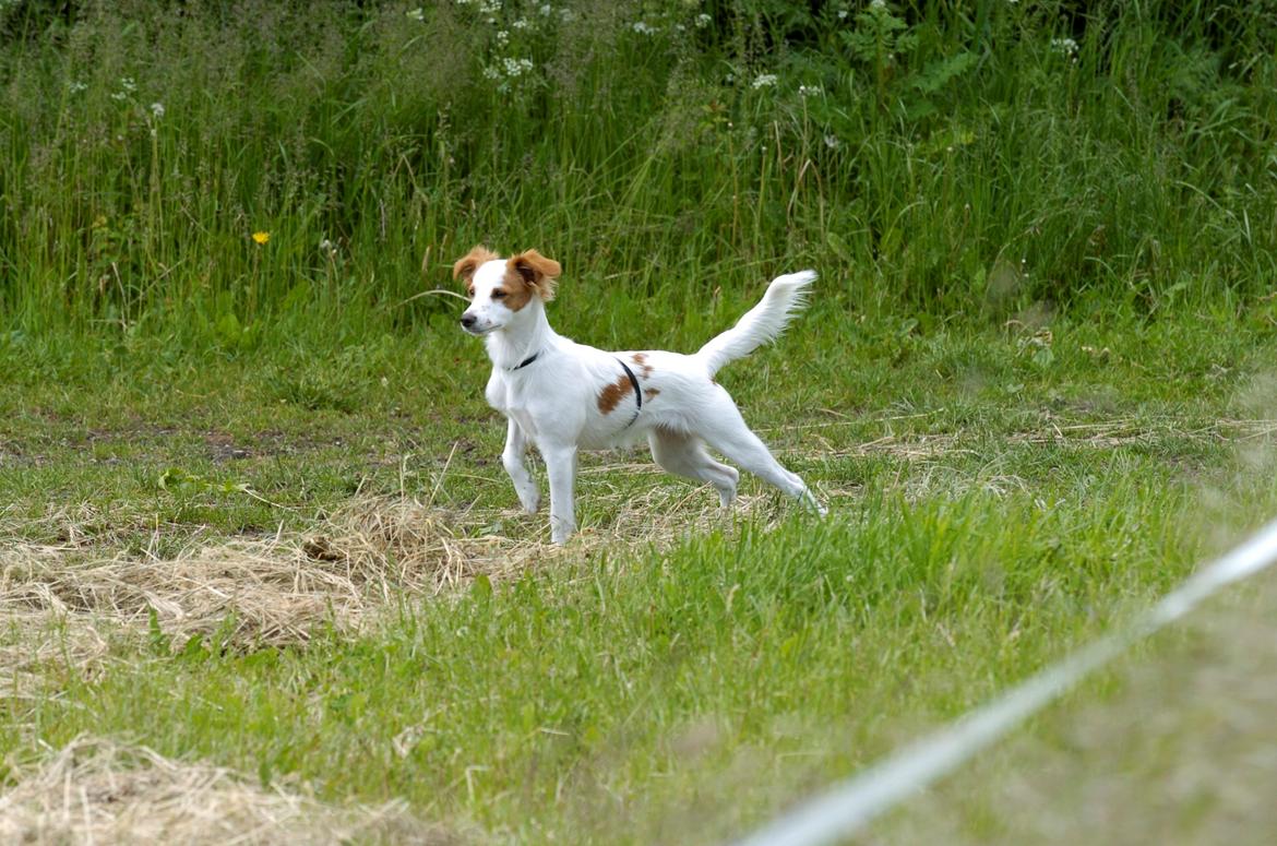 Blanding af racer Bella billede 7