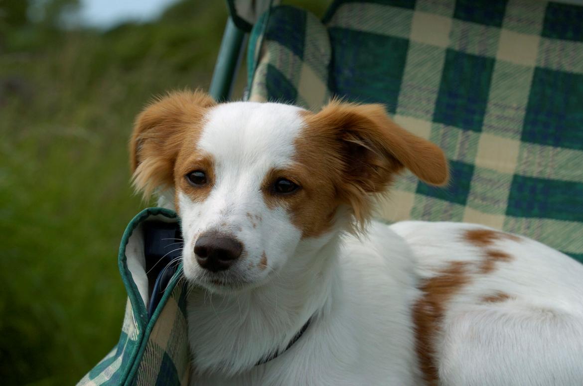 Blanding af racer Bella billede 9