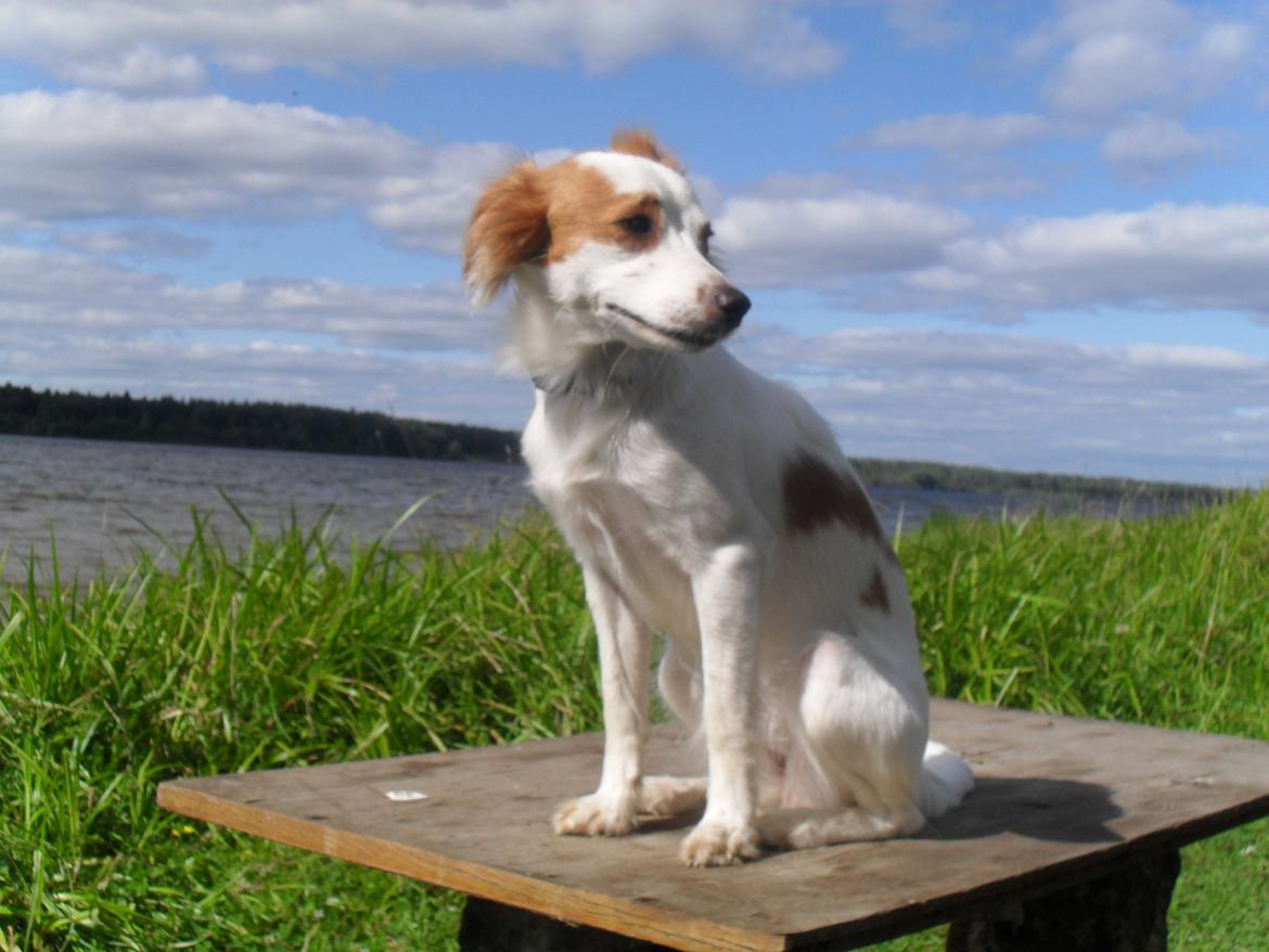 Blanding af racer Bella - Bella i Rusland - Sommeren 2012 billede 10