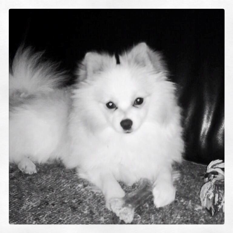 Blanding af racer Kiko billede 1