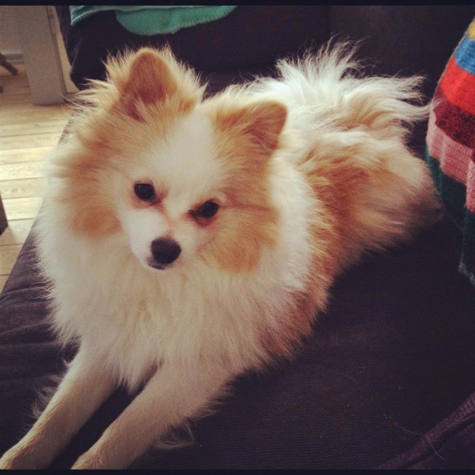 Blanding af racer Kiko billede 2